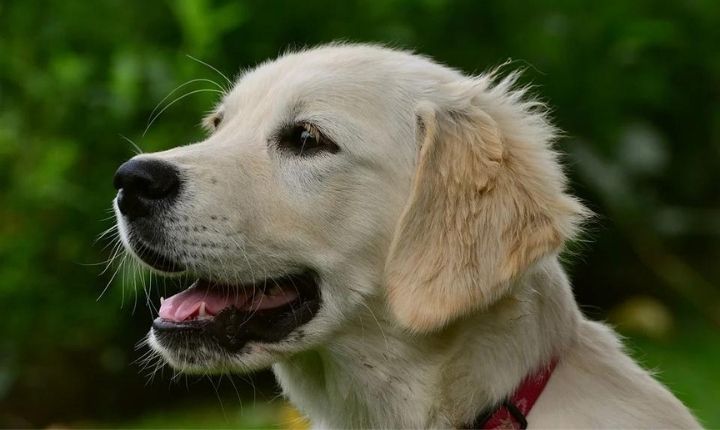 golden retriever bra att jogga med