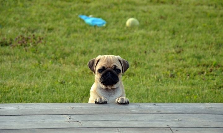 mops tystlåten