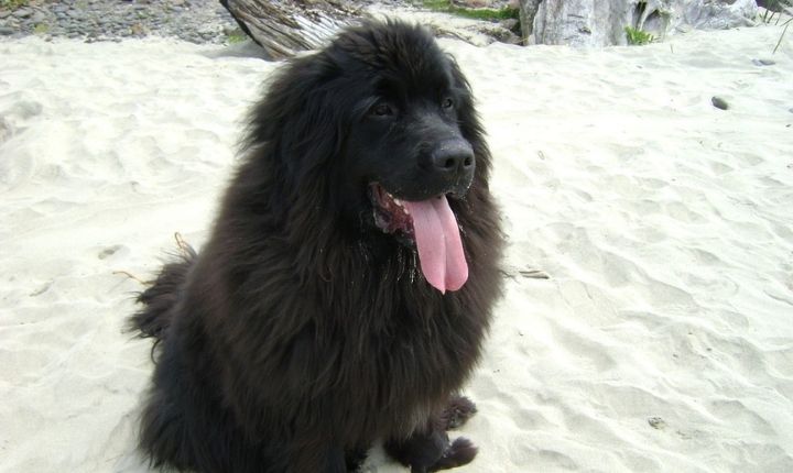 newfoundland tyst hund