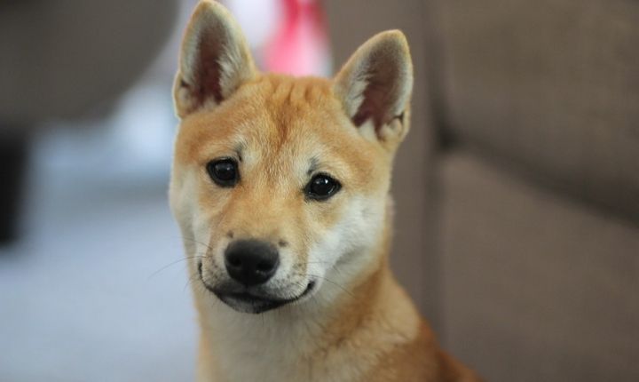 shiba