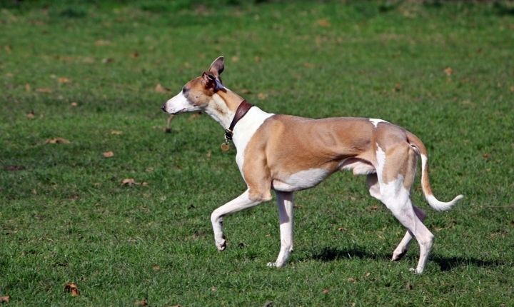 whippet tyst hund