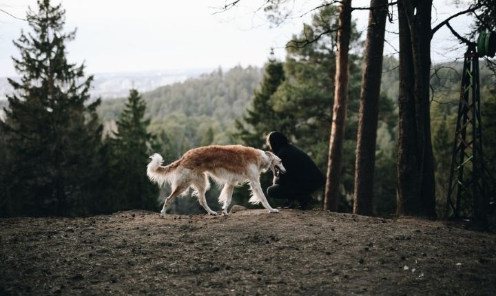 borzoi en av de snabbaste hundarna