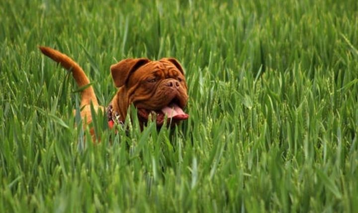 douge de bordeaux största hunden