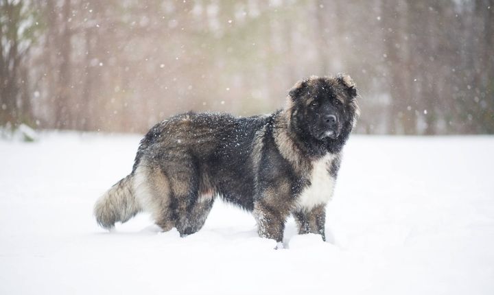 hund som är stor och stark