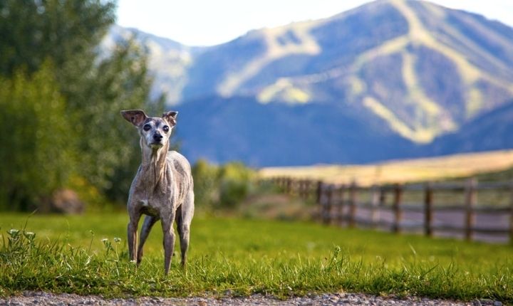 italiensk greyhound