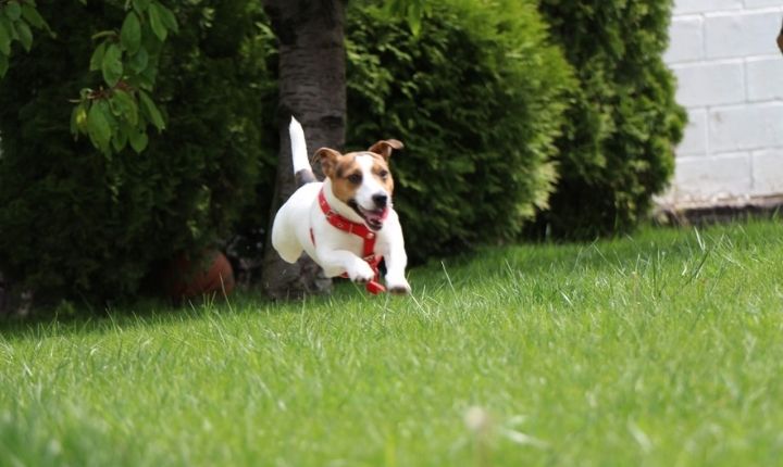 jack russel agility