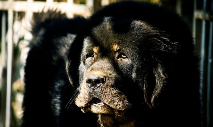 Världens största hund - Lista med 12 extremt stora hundraser - Dogg.se