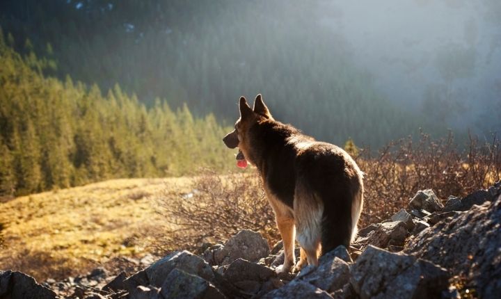 schäfer snabb hund german shepherd