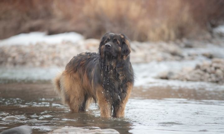 stor hundras leonberger