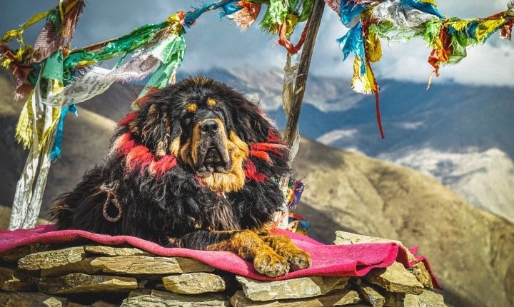 tibetansk mastiff stor hundras