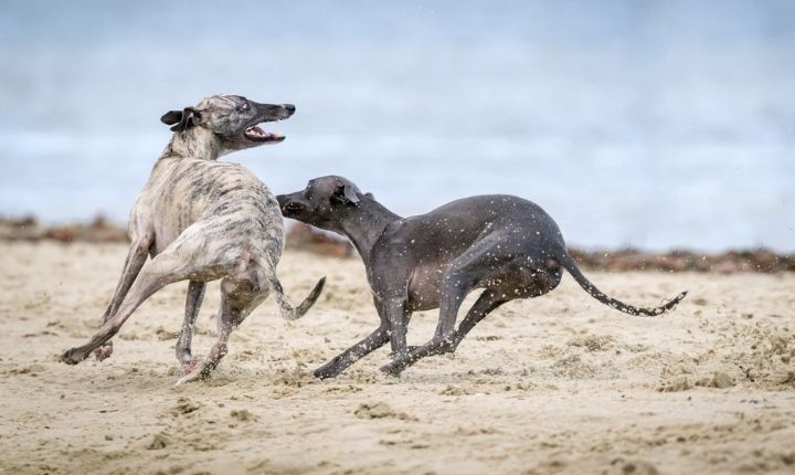 greyhound som hund för nybörjare