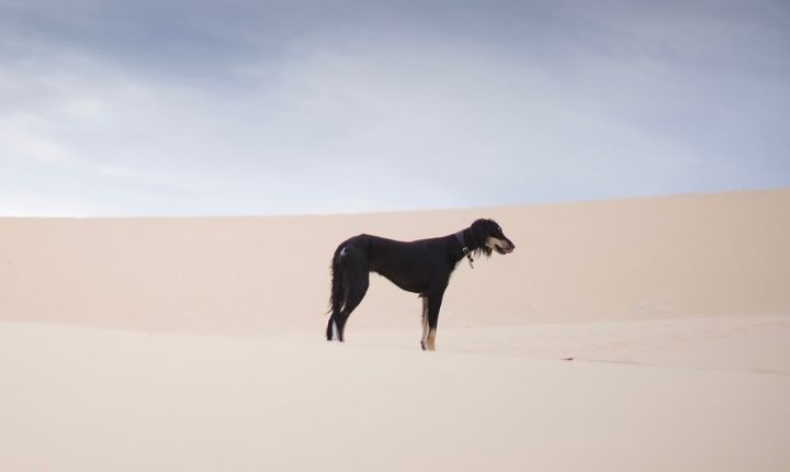 världens snabbaste hundraser saluki