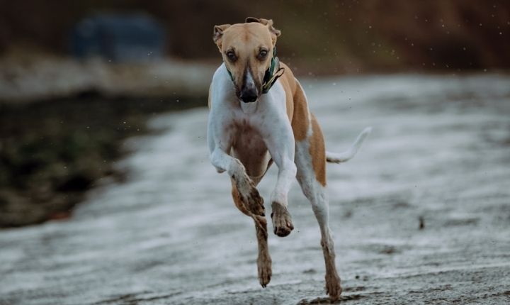 whippet hund som springer fort