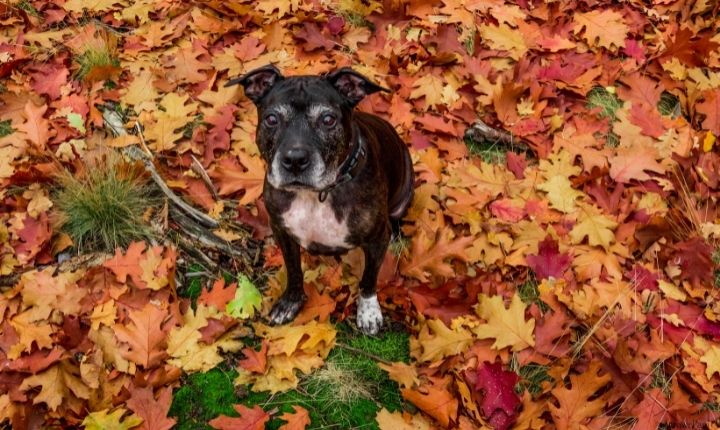 amstaff