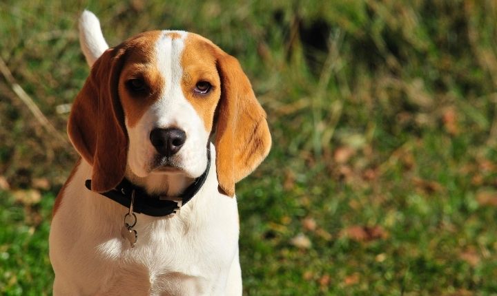 beagle hund med långa öron