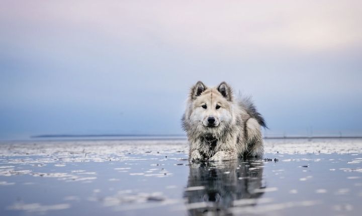 björnliknande hund eurasier