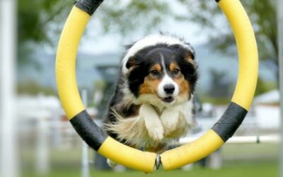 Bra hundar för agility – 15 lättlärda hundraser med bra energi