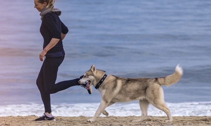 Bra hundar för löpning - 20 hundraser att jogga med - Dogg.se