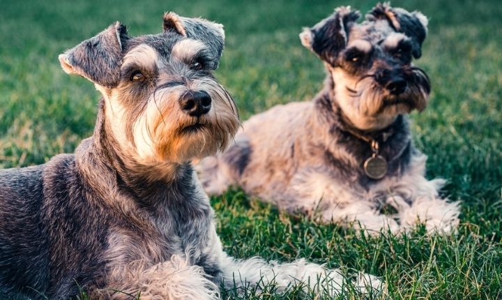 dvärgschnauzer bra för agility