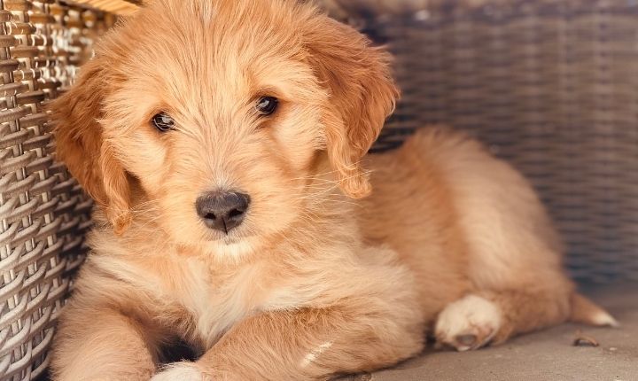 goldendoodle