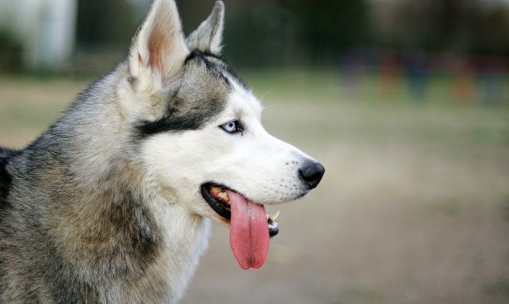 siberian husky är snabba