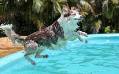 Kan alla hundar simma? (bra- & mindre bra simmare)