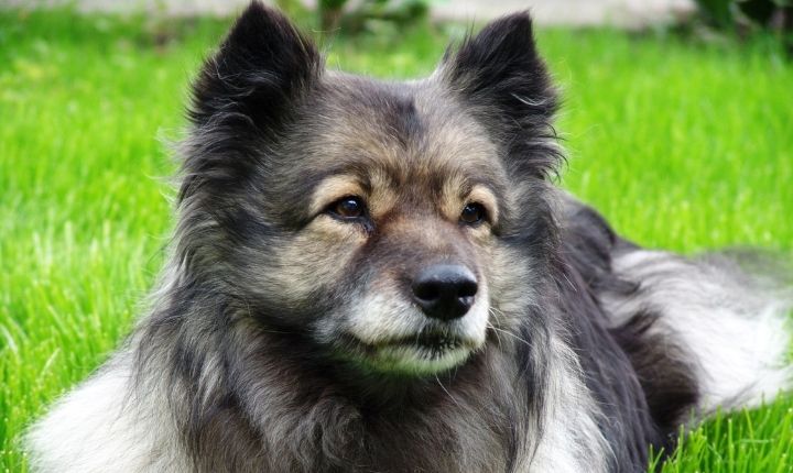 keeshond hund som liknar varg