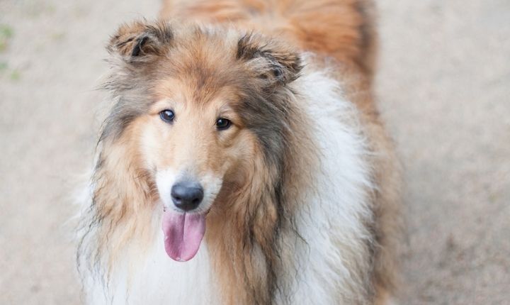 shetland sheepdog lättlärd hundras