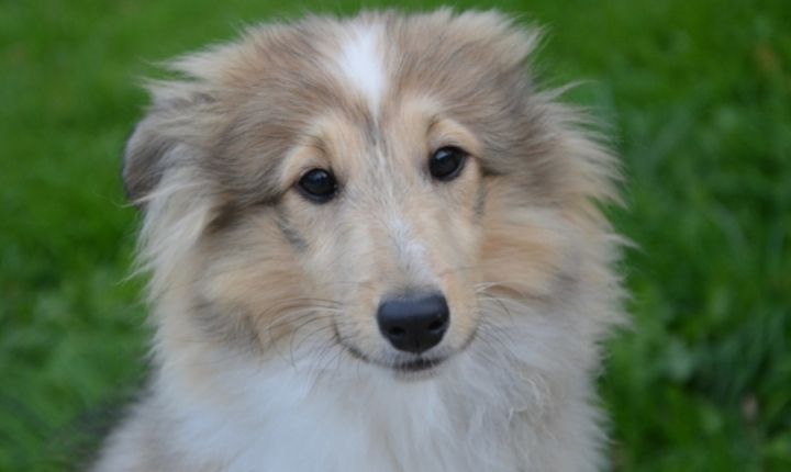 shetland sheepdog