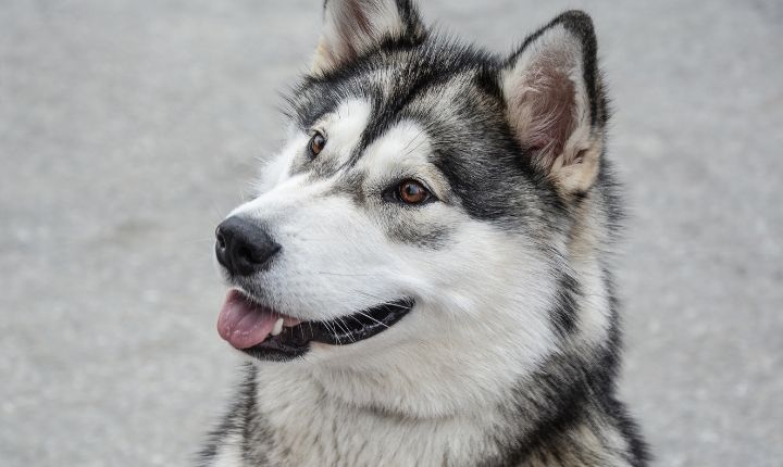 alaskan malamute jogga