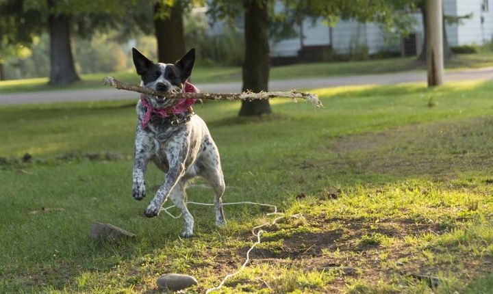 australian cattle dog