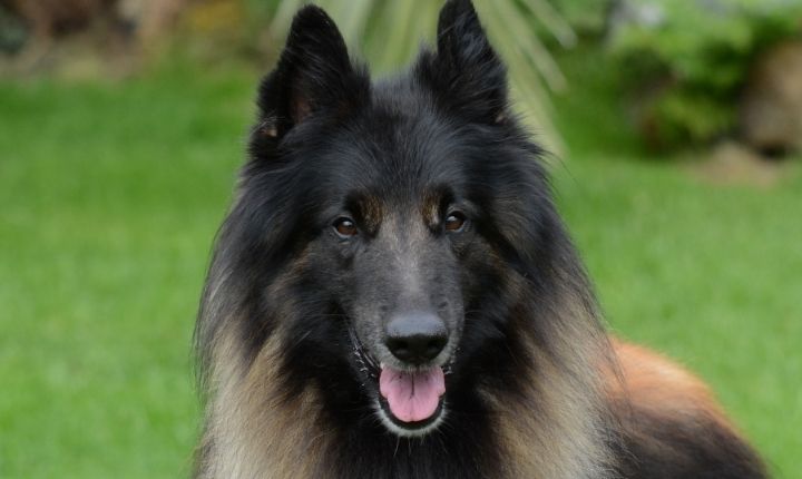 belgisk vallhund