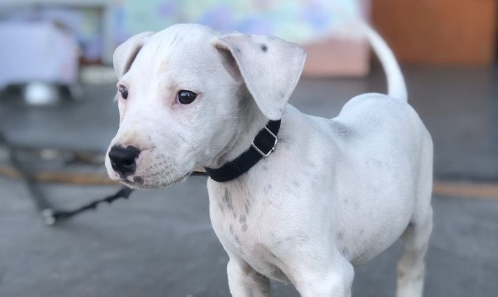 dogo argentino