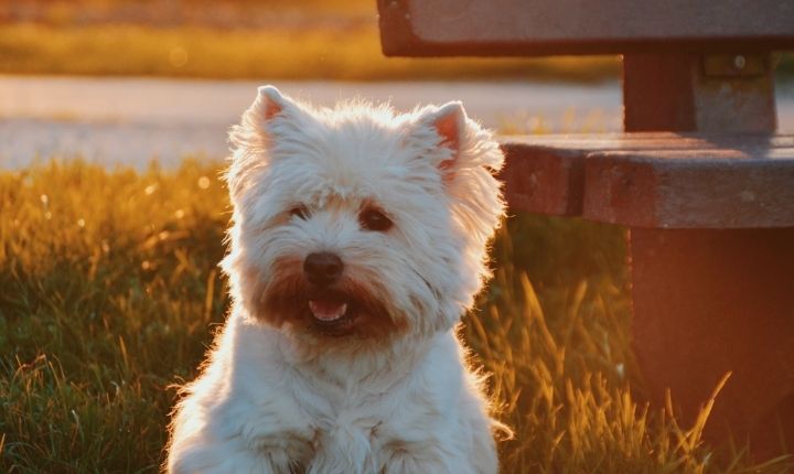 west highland terrier