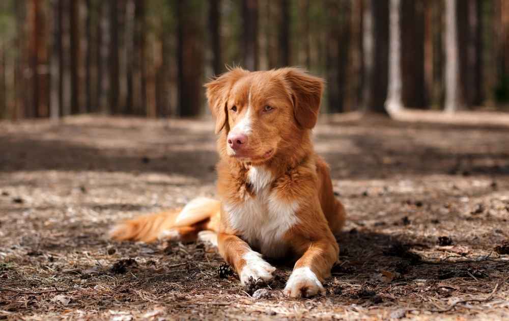 nova scotia duck tolling retriver