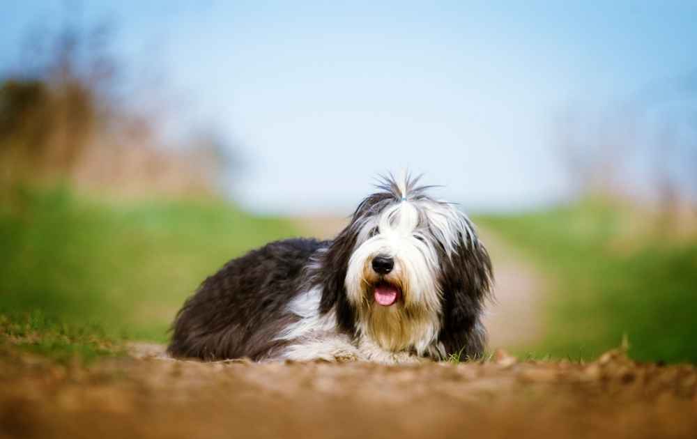 beard collie