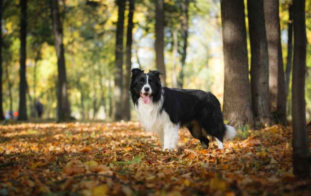 bra hund för vandring border collie