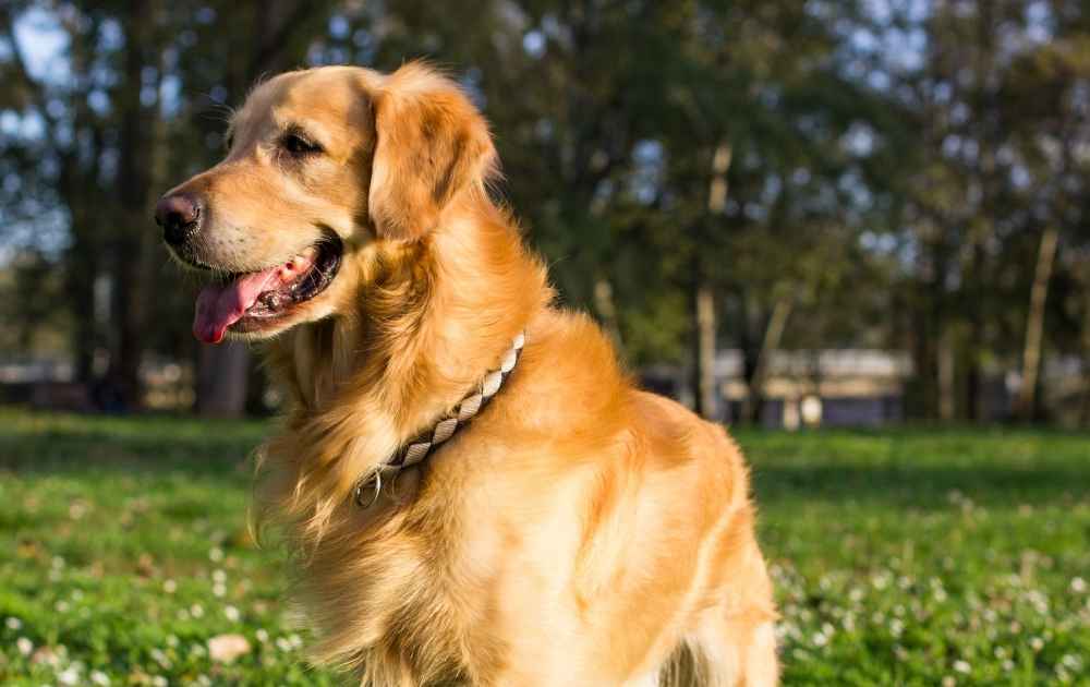 bra vandringshundar golden retriver