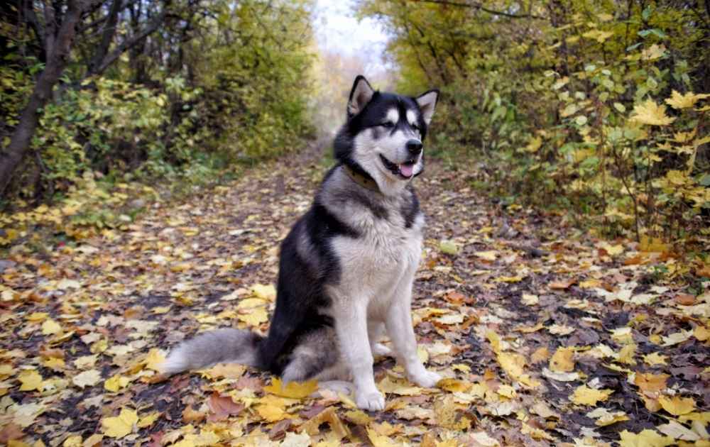 vandra med alskan malamute