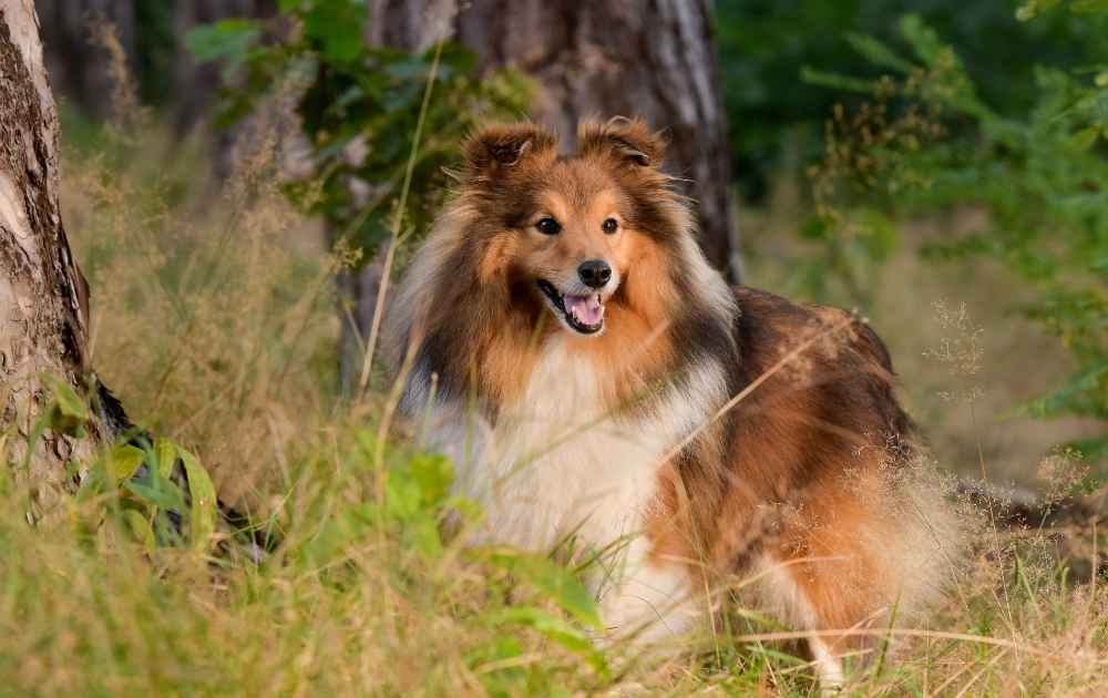 shetland sheepdog med fin fluffig päls