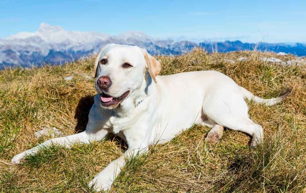 vandring labrador retriver