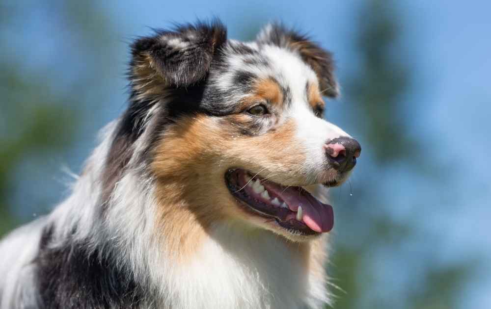 vandrings hund australian sheperd