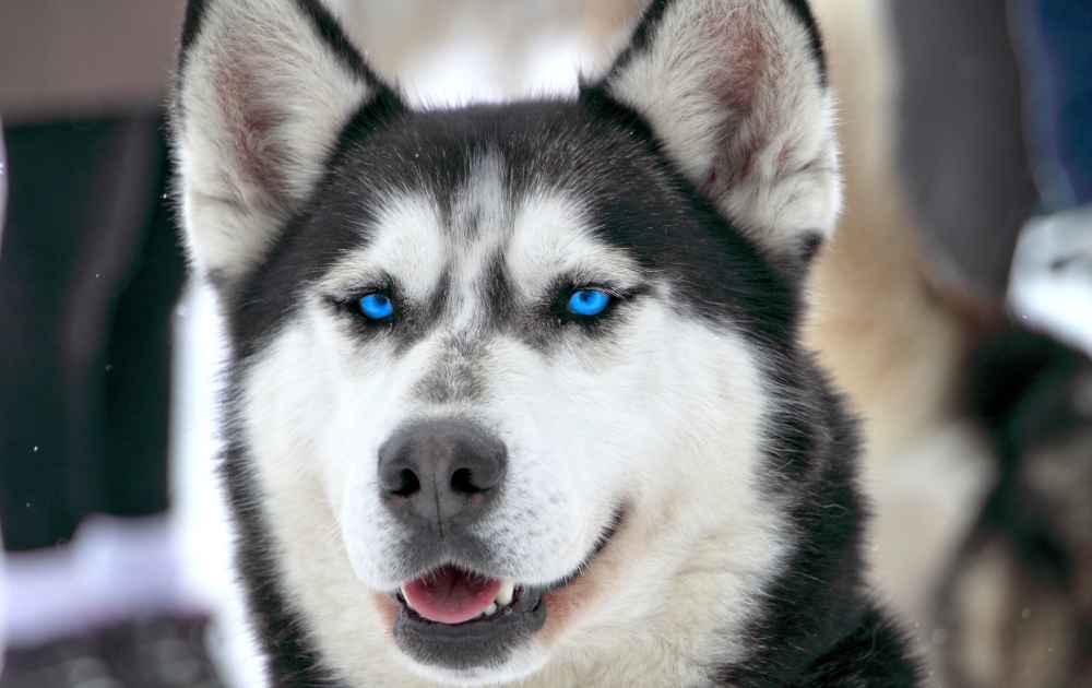 Alaskan Husky