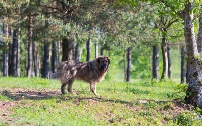 Kavkazskaja Ovtjarka (Guide & Fakta om Hundrasen)