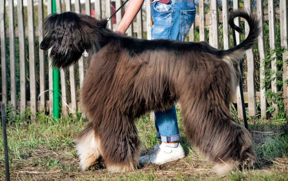 afghanhund med lång päls