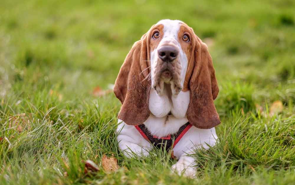 basset hound med långa hängande öron