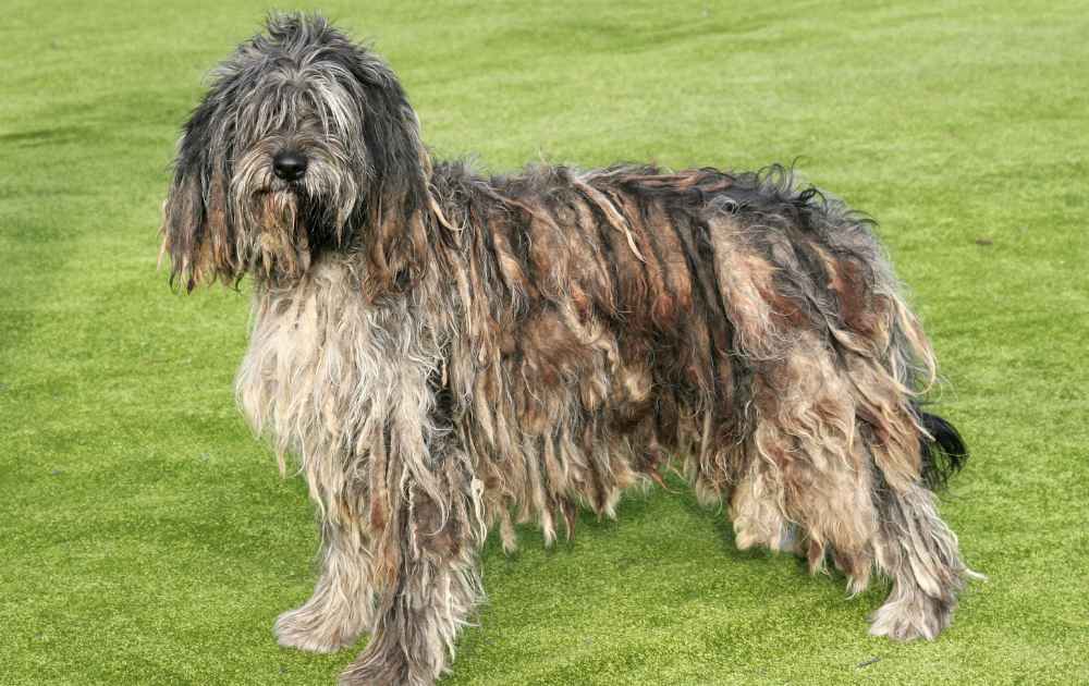 bergamasco långhårig hund