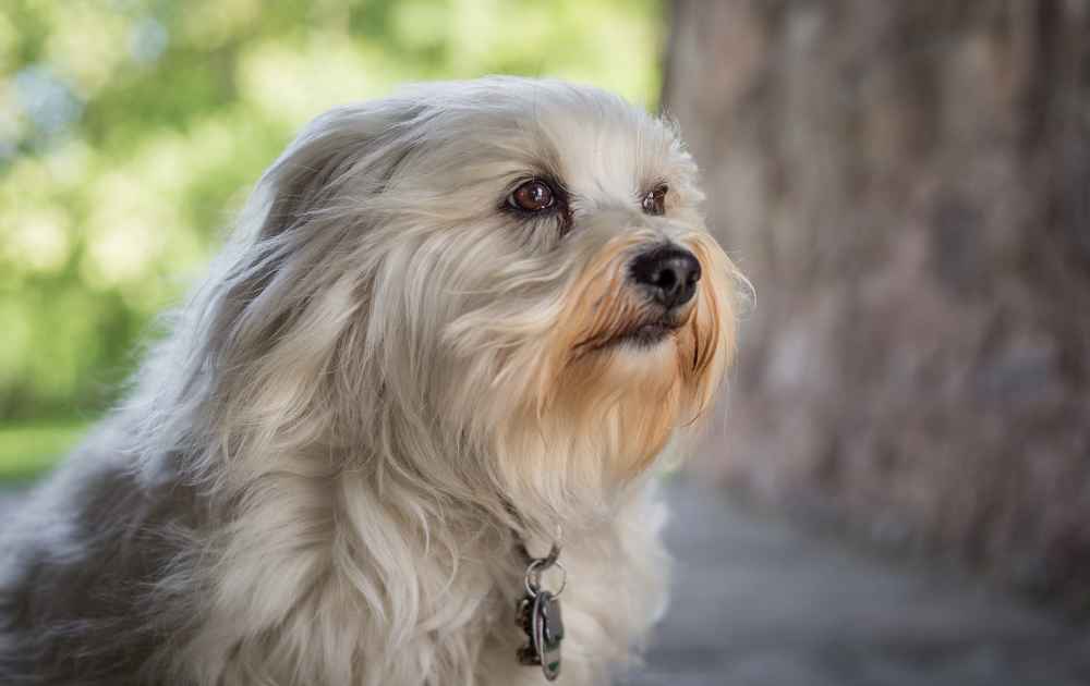 bichon havanais med lång päls och fluffig