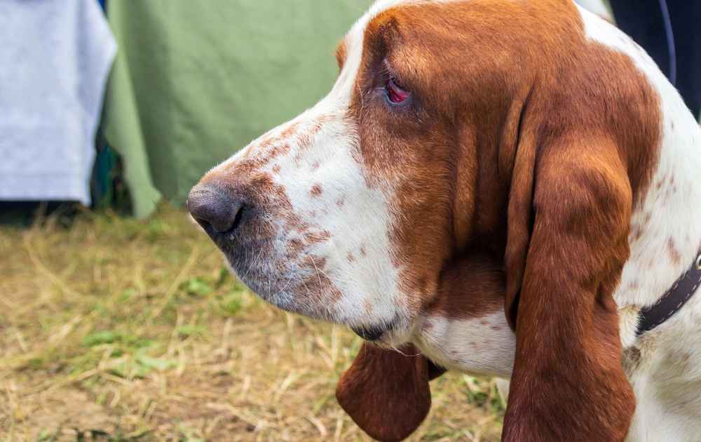 blodhund med långa öron