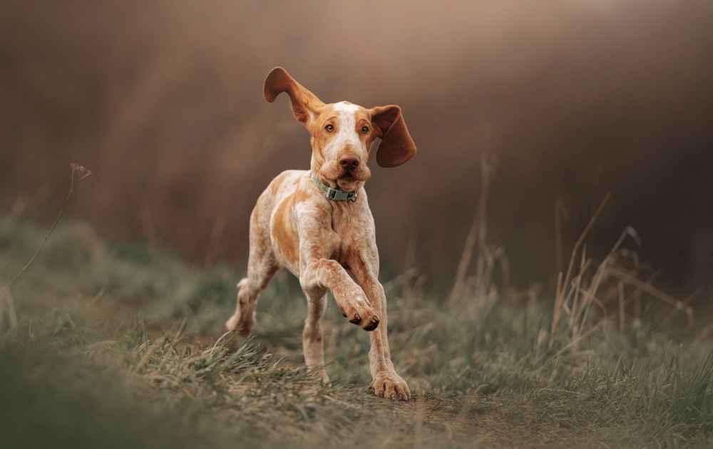 bracco italiano stora öron